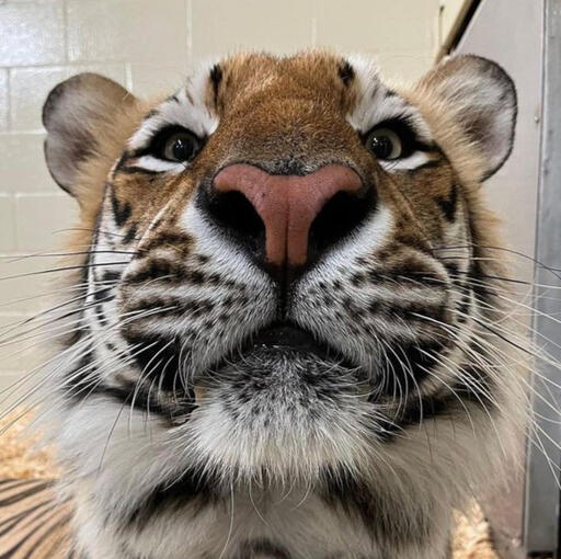 Tiger rawr